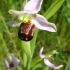 Bee orchid